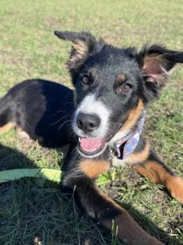 Binx -  Australian Shepherd Dog for Adoption in Wheaton, Illinois - Binx | PetCurious