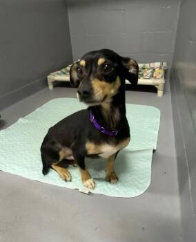Terrier and Chihuahua Dogs Available for Adoption - Kip | PetCurious