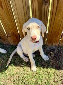 Benny -  Labrador Retriever Dog for Adoption in Shawnee, Oklahoma - Benny | PetCurious