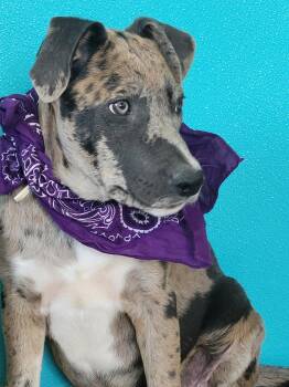 Donut -  Catahoula Leopard Dog Dog for Adoption in Mount Laurel Township, New Jersey - Donut | PetCurious