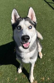 Husky Dogs Available for Adoption in Fruit Heights, Utah - Beuferd | PetCurious