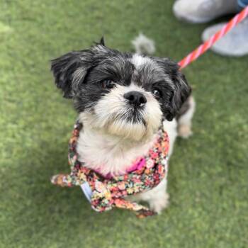 Miu Miu -  Shih Tzu Dog for Adoption in Los Angeles, California - Miu Miu | PetCurious