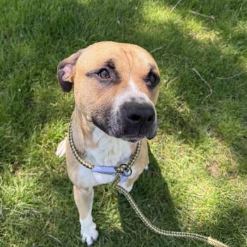 Mixed Breed Dogs Available for Adoption in Midland, Michigan - Webby | PetCurious