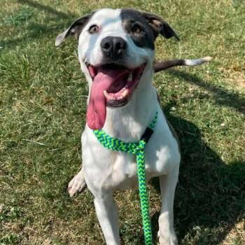 Honeybun -  Pit Bull Terrier Dog for Adoption in Springdale, Arkansas - Honeybun | PetCurious