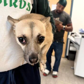 MomMom -  Chihuahua Dog for Adoption in Philadelphia, Pennsylvania - MomMom | PetCurious