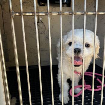 Pecan -  Shih Tzu Dog for Adoption in League City, Texas - Pecan | PetCurious