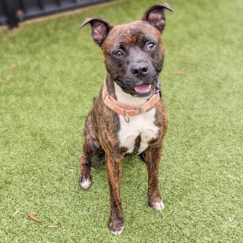 Pit Bull Terrier Dogs Available for Adoption - Cooper Fka Dobby | PetCurious