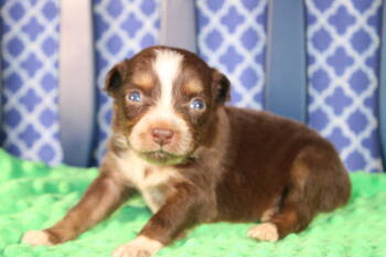 Australian Shepherd Dogs Available for Sale - Emory | PetCurious