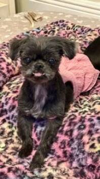 Yvette (Evie) -  Shih Tzu Dog for Adoption in Tifton, Georgia - Yvette (Evie) | PetCurious