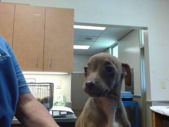 DUGGAR -  Chihuahua Dog for Adoption in Sacramento, California - DUGGAR | PetCurious