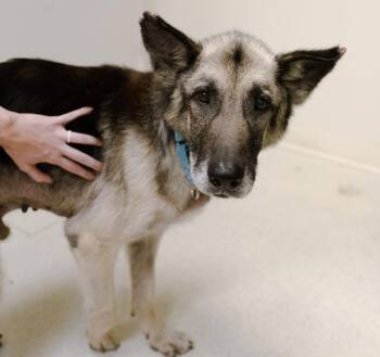 Zeke -  German Shepherd Dog Dog for Adoption in Cincinnati, Ohio - Zeke | PetCurious