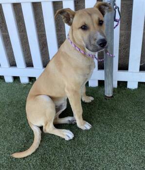 Pit Bull Terrier and Mixed Breed Dogs Available for Adoption - A608773 | PetCurious