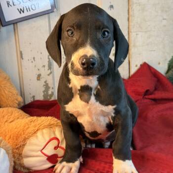 Logan 200 adoption fee -  Labrador Retriever and Mixed Breed Dog for Adoption in Atlanta, Texas - Logan 200 Adoption Fee | PetCurious