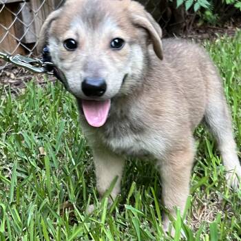 Pluto -  German Shepherd Dog Dog for Adoption in Bellaire, Texas - Pluto | PetCurious