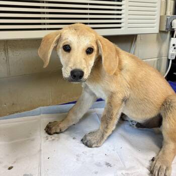 Rebel -  Anatolian Shepherd and Mixed Breed Dog for Adoption in Columbus, North Carolina - Rebel | PetCurious