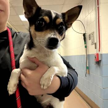 Zoey -  Chihuahua Dog for Adoption in Northbrook, Illinois - Zoey | PetCurious