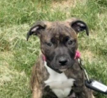 Staffordshire Bull Terrier and Hound Dogs Available for Adoption in Andover, Massachusetts - Everlee Elegant - Local Sweetie | PetCurious