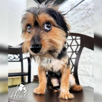 Benny -  Terrier Dog for Adoption in Youngwood, Pennsylvania - Benny | PetCurious