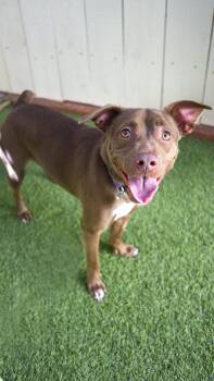 Rescue Terrier Dogs for Adoption in Encinitas, California - Bundlet | PetCurious