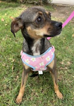 MARA -  Chiweenie Dog for Adoption in Bell Gardens, California - MARA | PetCurious