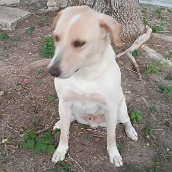 Rescue Yellow Labrador Retriever Dogs for Adoption in Kempner, Texas - Bishop | PetCurious