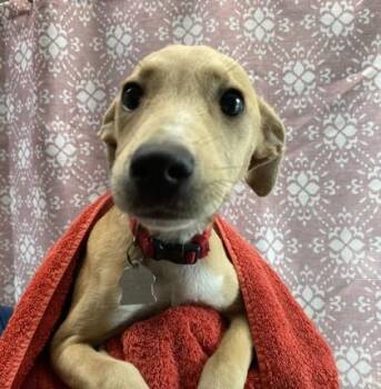 Hound and Mixed Breed Dogs Available for Adoption in Honolulu, Hawaii - Strawberry | PetCurious