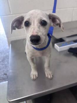 DOBBY -  Chihuahua Dog for Adoption in San Bernardino, California - DOBBY | PetCurious