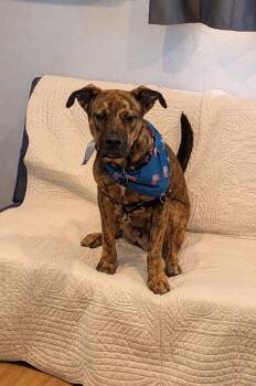 Eddie Spaghetti -  Dutch Shepherd and Pit Bull Terrier Dog for Adoption in Austin, Texas - Eddie Spaghetti | PetCurious
