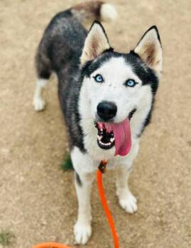 Rosalia -  Siberian Husky and Mixed Breed Dog for Adoption in West Chester, Pennsylvania - Rosalia | PetCurious