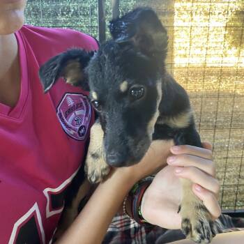 Rescue Dachshund and Terrier Dogs for Adoption in Escondido, California - Lola | PetCurious