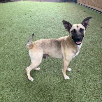 Belgian Shepherd Malinois Dogs Available for Adoption in Hilton Head Island, South Carolina - Dave | PetCurious