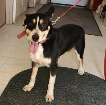 MAISEY -  Australian Shepherd Dog for Adoption in Reed City, Michigan - MAISEY | PetCurious