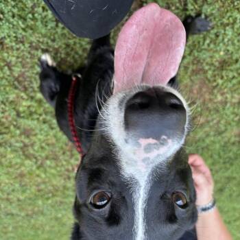 Flash -  Labrador Retriever and Great Pyrenees Dog for Adoption in Circleville, Ohio - Flash | PetCurious