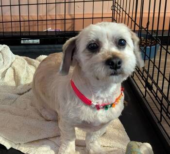Mollie Shihtzu -  Shih Tzu and Yorkshire Terrier Dog for Adoption in Gillsville, Georgia - Mollie Shihtzu | PetCurious
