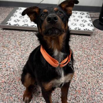 Richardson -  Mixed Breed and Shepherd Dog for Adoption in Salt Lake City, Utah - Richardson | PetCurious