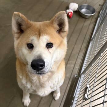 Akita Dogs Available for Adoption in Seneca, Pennsylvania - Pearl | PetCurious