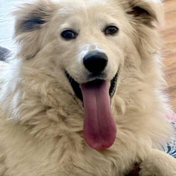 Everest -  Retriever and Brittany Spaniel Dog for Adoption in Coachella, California - Everest | PetCurious