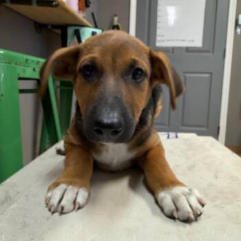 Pine -  Mixed Breed Dog for Adoption in Tacoma, Washington - Pine | PetCurious
