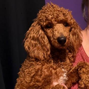 Rescue Poodle Dogs for Adoption in Kansas City, Missouri - Arlow | PetCurious