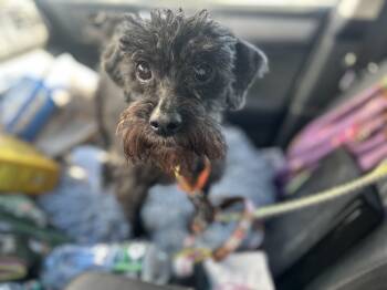Miniature Poodle and Miniature Schnauzer Dogs Available for Adoption - Maya-DIABETIC | PetCurious