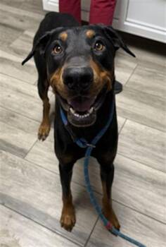 PHANTOM -  Doberman Pinscher Dog for Adoption in Redlands, California - PHANTOM | PetCurious
