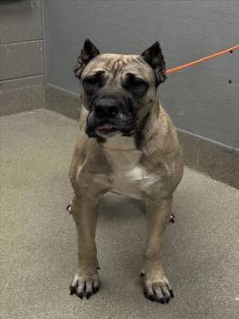 Rescue Presa Canario Dogs for Adoption in Las Vegas, Nevada - KARMA | PetCurious