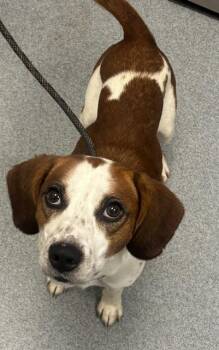HOPPER -  Beagle and Pit Bull Terrier Dog for Adoption in Indianapolis, Indiana - HOPPER | PetCurious