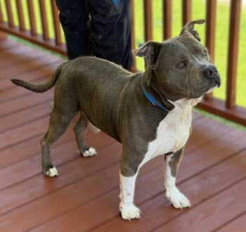 Pit Bull Terrier Dogs Available for Adoption in Slidell, Louisiana - Maverick | PetCurious