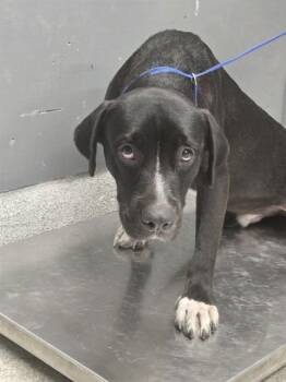 MURPHY -  Labrador Retriever and Mixed Breed Dog for Adoption in Tallahassee, Florida - MURPHY | PetCurious