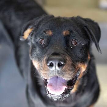 Rescue Rottweiler Dogs for Adoption in Peyton, Colorado - Zee (OT25-64) | PetCurious