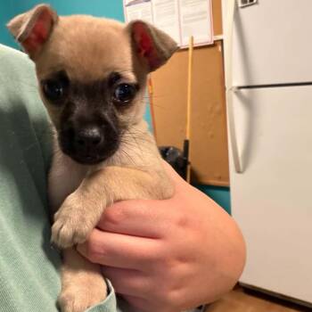 Patricia -  Chihuahua Dog for Adoption in Lagrange, Georgia - Patricia | PetCurious