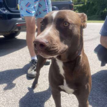 Rescue Mixed Breed Dogs for Adoption in Huntington, West Virginia - Sir | PetCurious