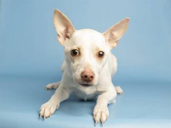 RHAPSODY -  Chihuahua and Mixed Breed Dog for Adoption in Phoenix, Arizona - RHAPSODY | PetCurious