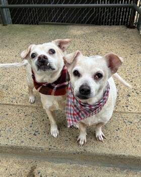 Jonathan Scott (with Drew Scott) -  Terrier and Chihuahua Dog for Adoption in Richmond, Virginia - Jonathan Scott (with Drew Scott) | PetCurious